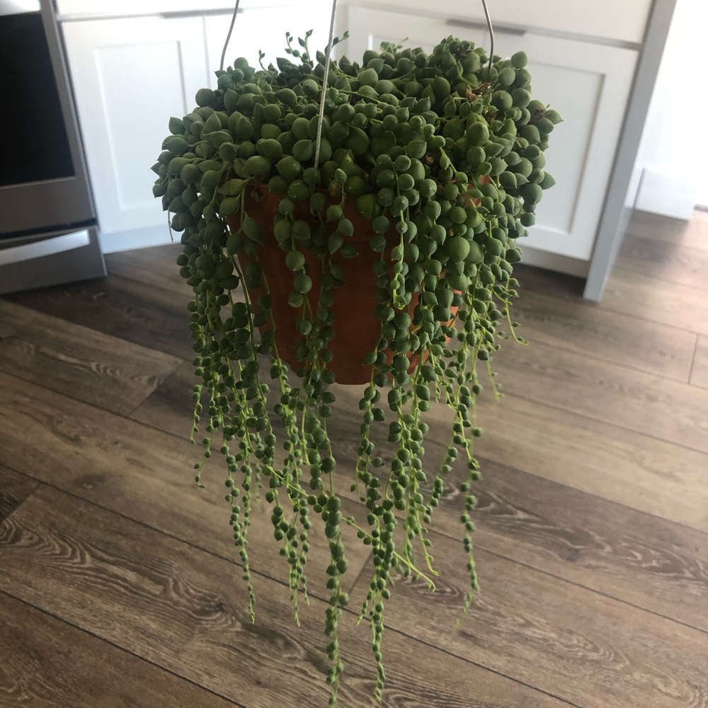 Large string of tear drops